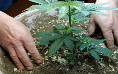 How to Grow Cannabis: 7 Simple Steps