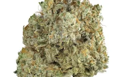 BC Rockstar (Bulk)