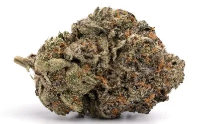 Jet Fuel Gelato