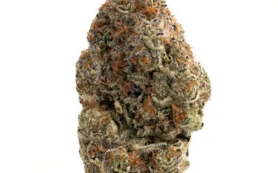 Purple Creamsicle