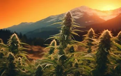 The Best Cannabis Strains of 2024