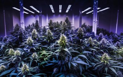 How to Grow Marijuana: A Comprehensive Beginner’s Guide