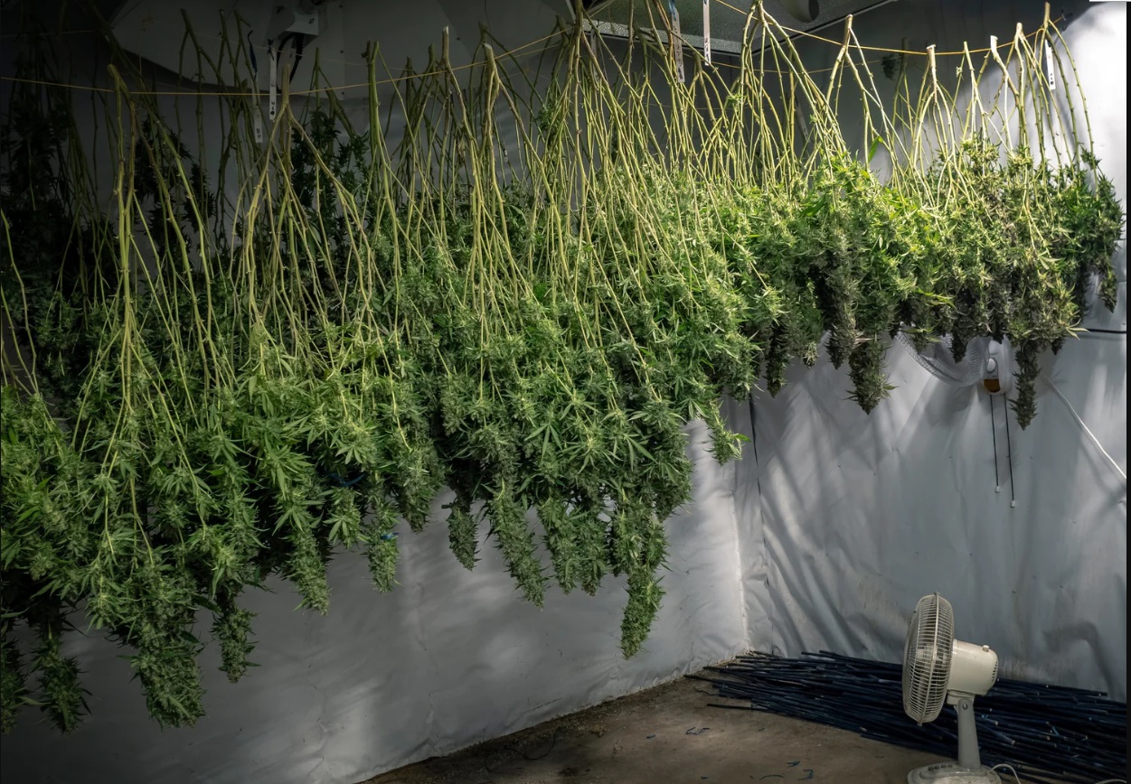 How to dry cannabis