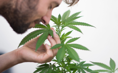 How Marijuana Scent Changes Before and After Consumption