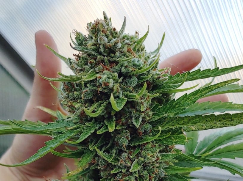 When to harvest cannabis