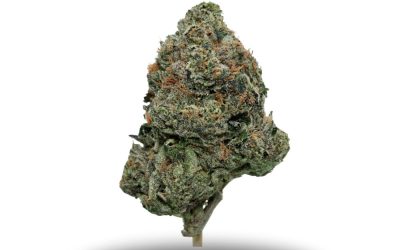 Cosmic Kush – Indica Bulk