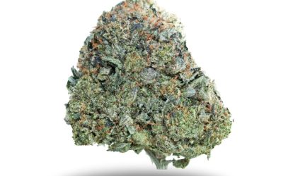 Lucky 7 Pink – Indica