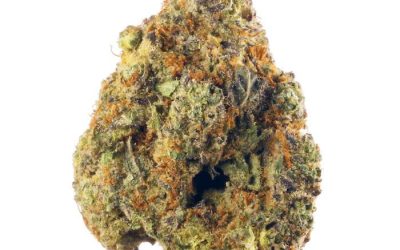 Afghani – Indica BULK