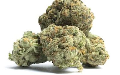 Mango Dream – Sativa BULK