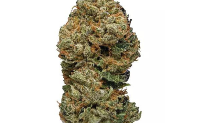 Cherry Kush – Hybrid BULK