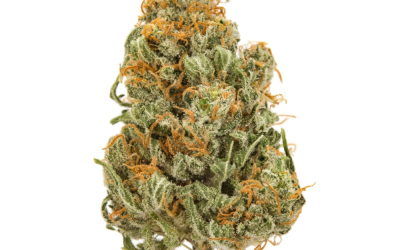 Kandy Kush – Sativa BULK