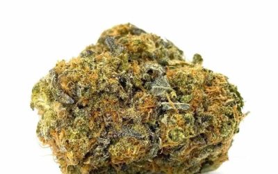 Captain Chronic – Sativa BULK