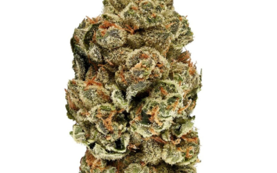 Cookie Kush – Indica BULK