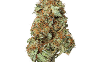 Mk Ultra – Indica BULK