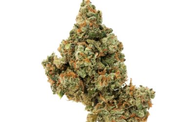 Black Jack Kush – Hybrid BULK