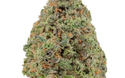 Blueberry Diesel – Sativa BULK