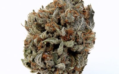 Chemo Kush – Hybrid BULK