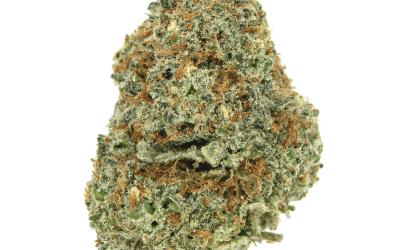 Mango Kush – Sativa BULK