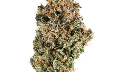 Orange Sorbet – Sativa BULK