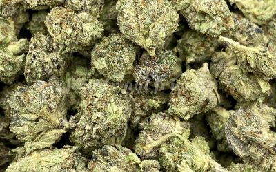 Gelato Hybrid Popcorn Smalls – Limited Special