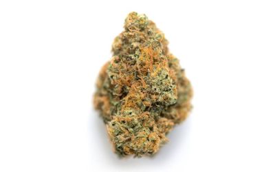 Orange Diesel – Hybrid