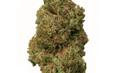 Garlic Bubba – Hybrid