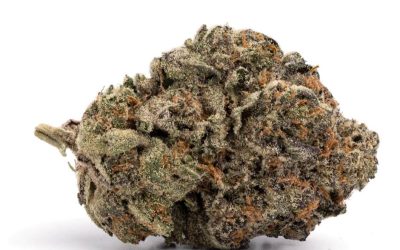 Purple Space Cookies – Hybrid