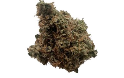 Black Dutch – Indica Bulk