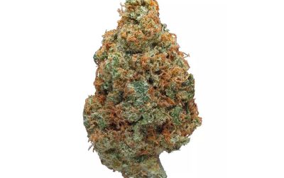 Hawaiian Punch – Sativa BULK