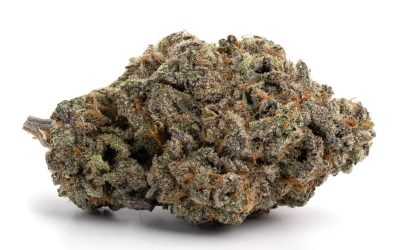 Girl Scout Cookies – Hybrid