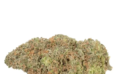 Gelato – Hybrid