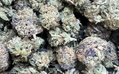 Mega Man OG Smalls – Indica