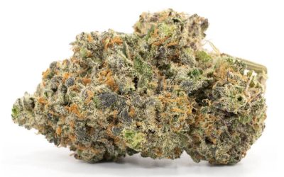 Pink Malibu – Indica