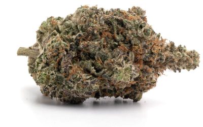 Pink Poison – Indica