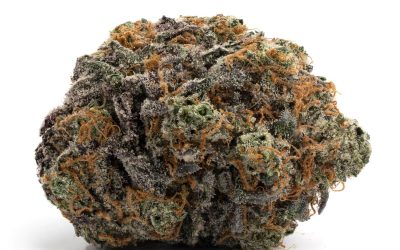 Pink Panties – Indica