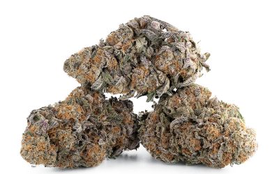 Purple Punch – Sativa BULK