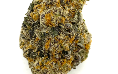 SOUR COOKIES – SATIVA