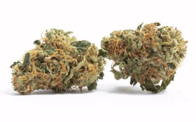 Trix – Sativa BULK