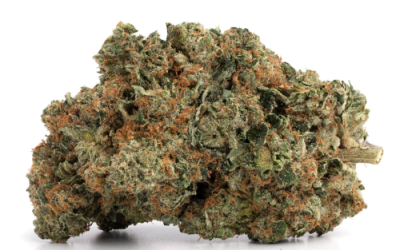 Hell Fire Pink – Indica