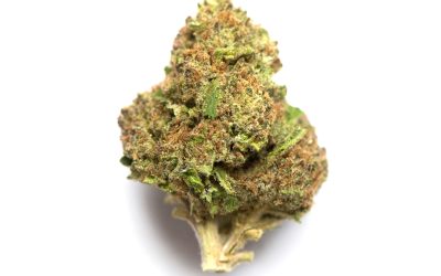 Blue Diesel – Hybrid BULK