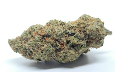 Liquid Butter – Sativa BULK