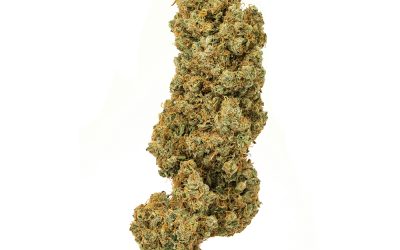 Super Silver Haze – Sativa BULK